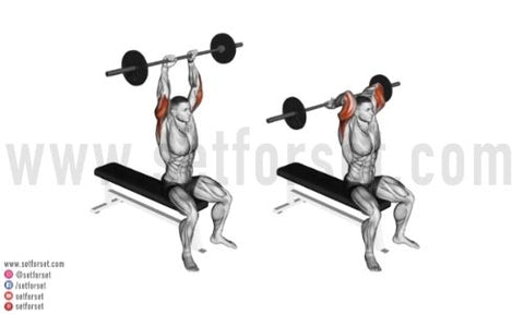 How to do Seated Barbell French Press with Proper Technique? – Simply  Fitness