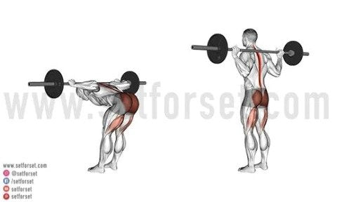 gym exercises for lower back