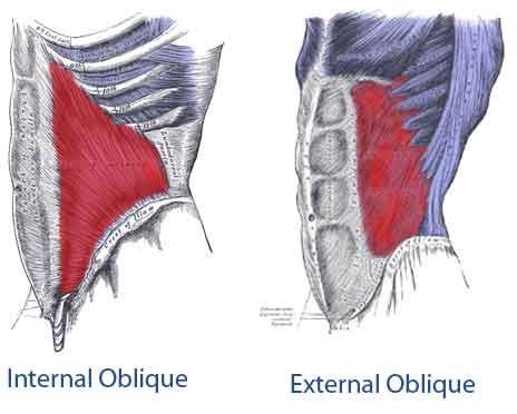 internal and external oblique exercises