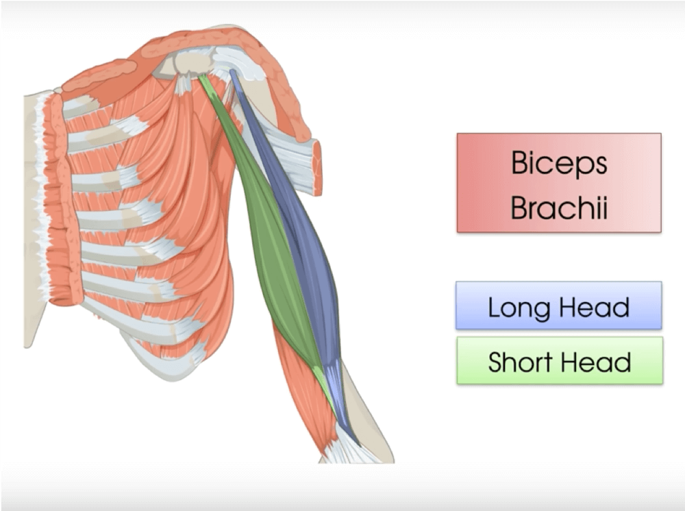 short head of the biceps anatomy