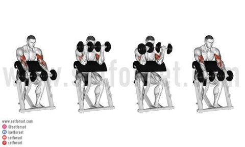 preacher curl variations