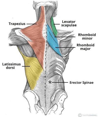 upper back muscles