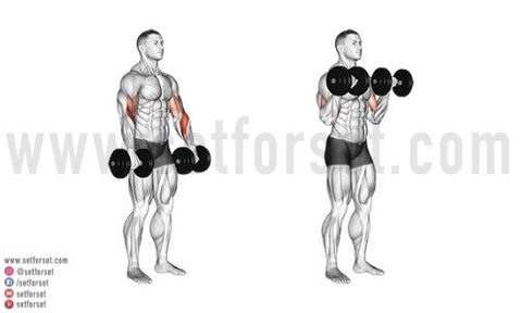 12 Best Dumbbell Biceps - SET FOR