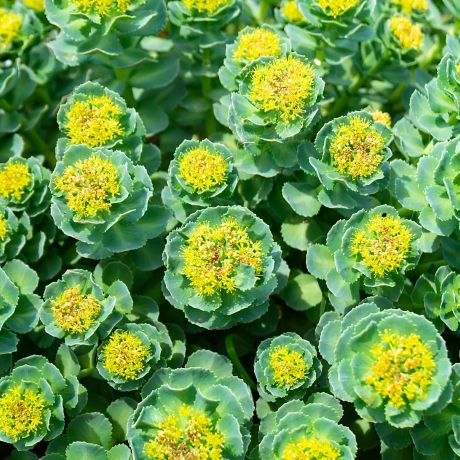 rhodiola root extract