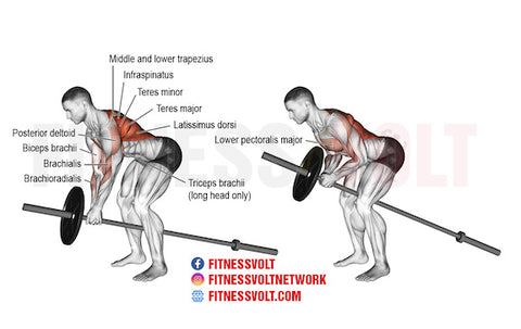 Back Extensions Guide – Muscles Worked, How-To, Benefits, and Alternatives  – Fitness Volt