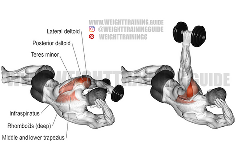 How To Do Band Reverse Flys: Benefits, Common Mistakes, and Variations –  Fitness Volt