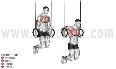 How To Do Bench Dips (Form & Benefits) - Steel Supplements