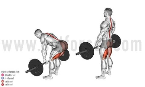 Complete Leg Workout: 8 Exercises to Target All Leg Muscles - Tua