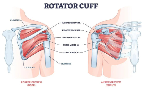 rotator cuff muscles