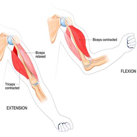 shoulder arms workout