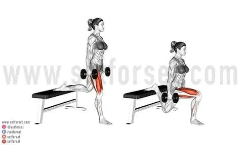 What Muscle Does Bulgarian Split Squat Work? Diagram, Guide and Variations  - Character Strength and Conditioning