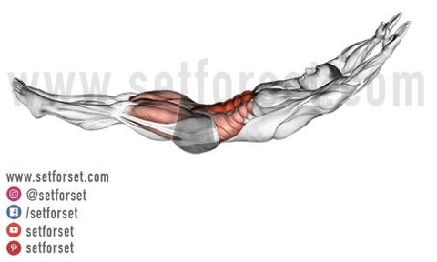 transversalis muscle