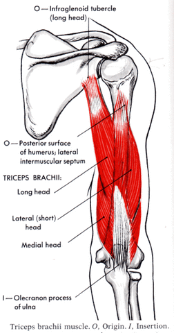 tricep exercises with kettlebells