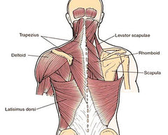 upper body dumbbell exercises