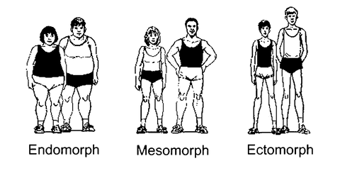 body types ectomorph mesomorph endomorph