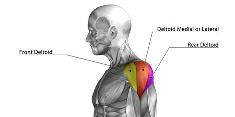 what exercises work the front deltoid
