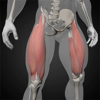 what muscles does row machine work