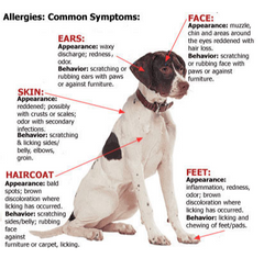 allergy dog