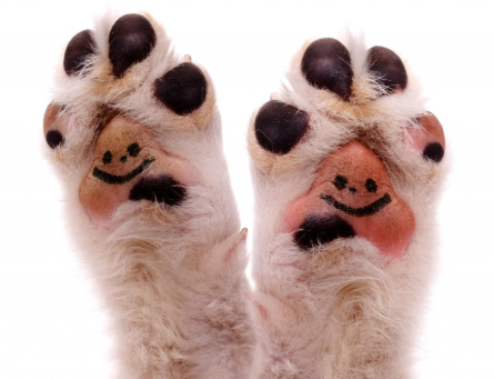 dogs paw pads are pink