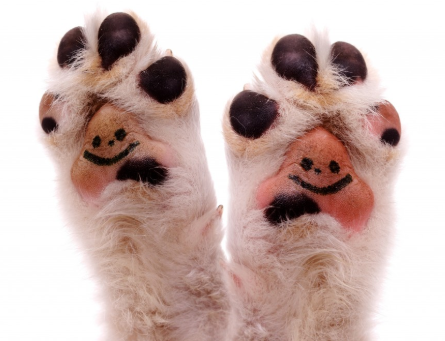 dog feet puppy paws pads happy