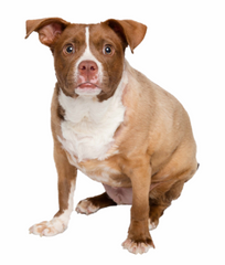 brown pittie pug dog 
