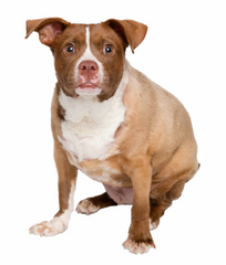 brown dog pittie sitting looking center