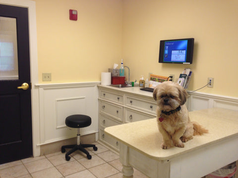 Source: Wikimedia Commons  dog at vet office