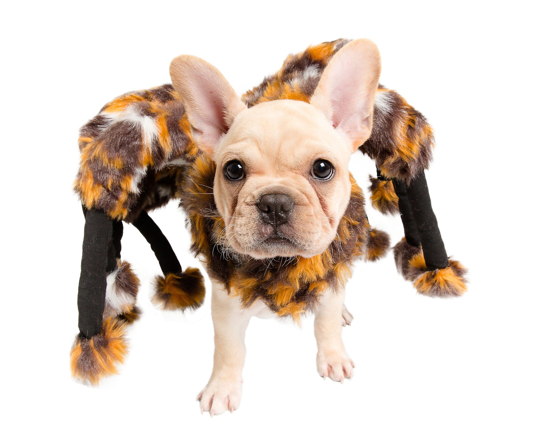 dog costume spider