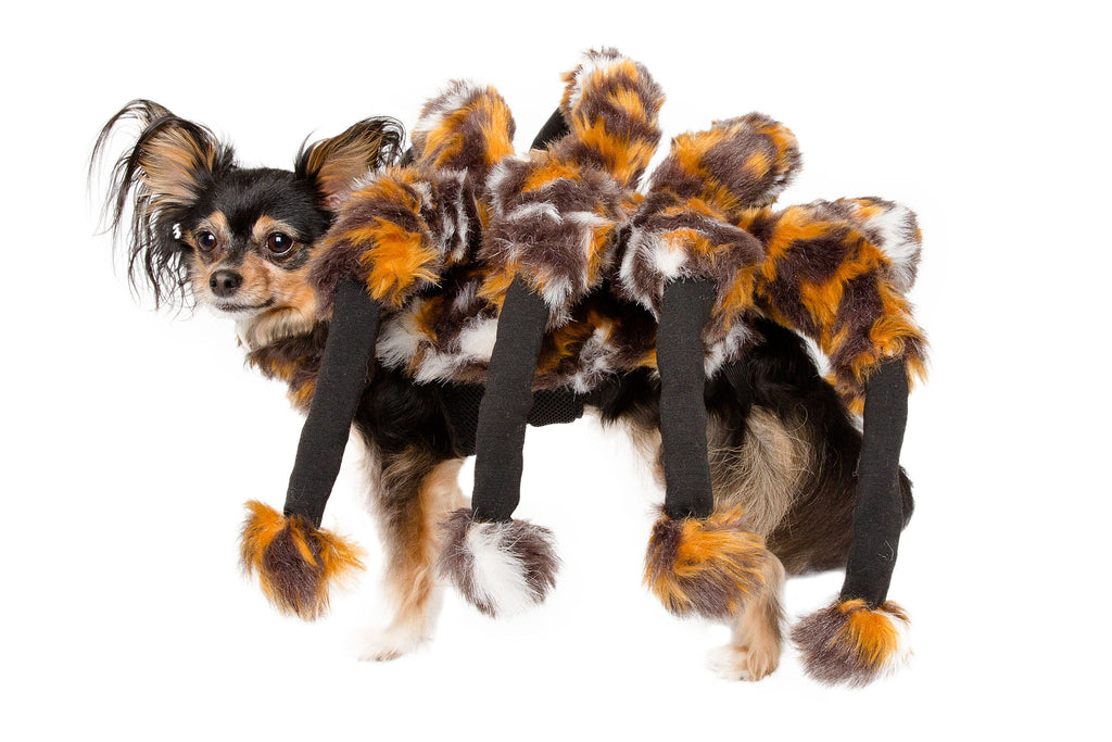 This Scary Spider Dog Costume is perfect for Halloween. Free Shipping ...