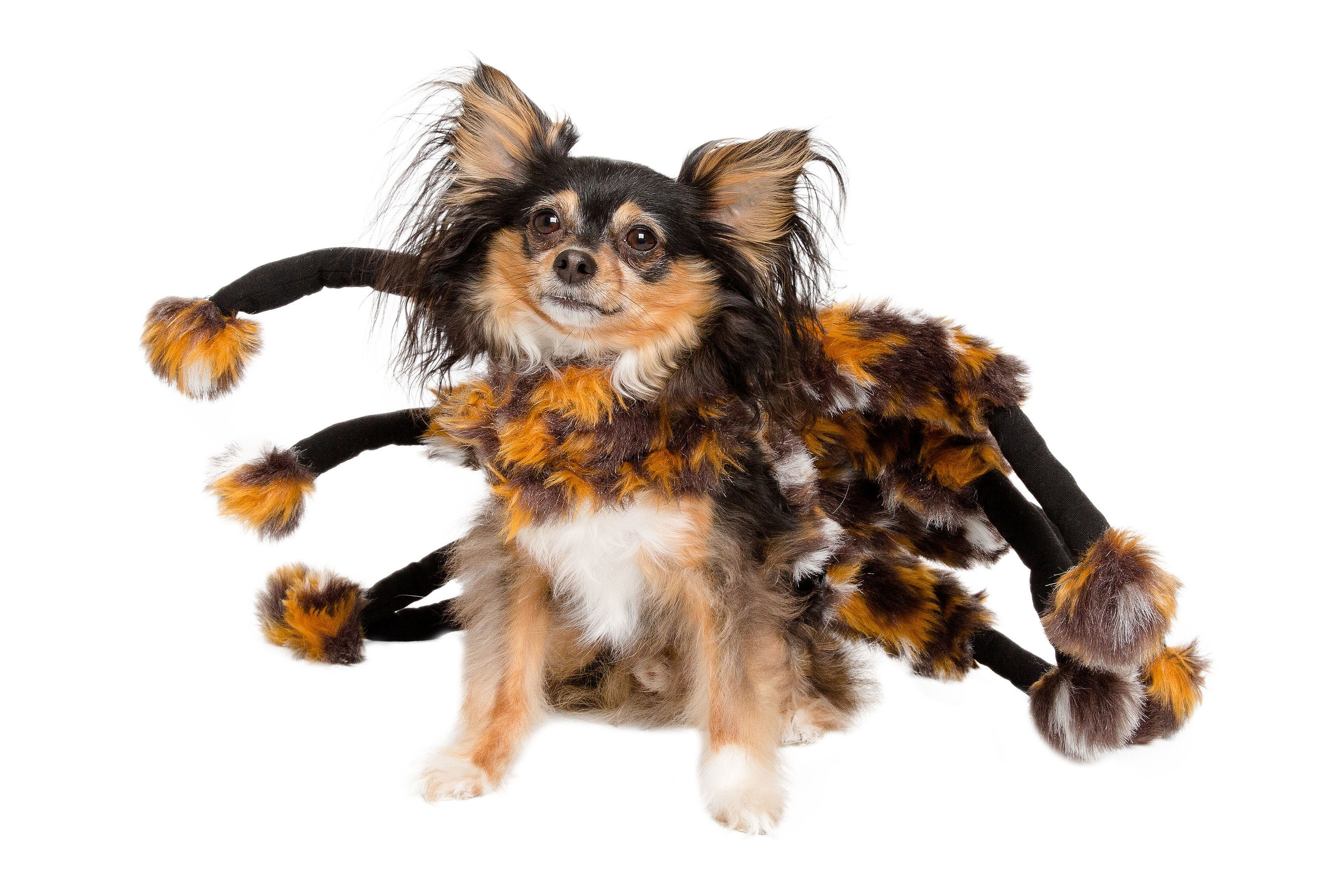 This Scary Spider Dog Costume is perfect for Halloween. Free Shipping ...