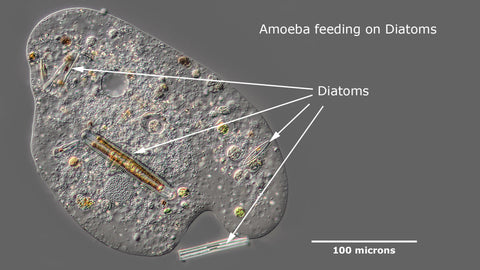 Amoeba feeding on Diatoms DIC (Differential Interference contrast) microscopy