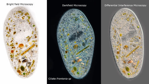 amoeba microscope 10x