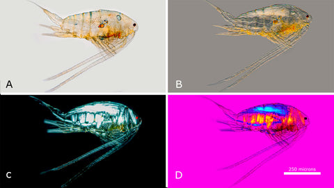 Calanoid Copepods are found in open water on lakes and ponds.  Viewed with A) Bright field microscopy B) DIC microscopy C) Polarizing microscopy D) Polarized light and full wave 550 nm retardation filter.