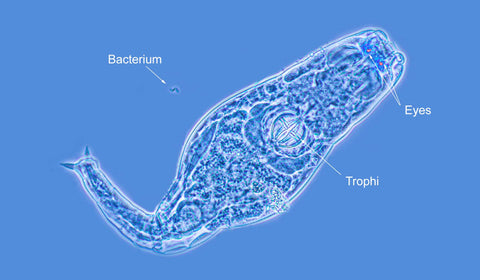 Bdelloid rotifer