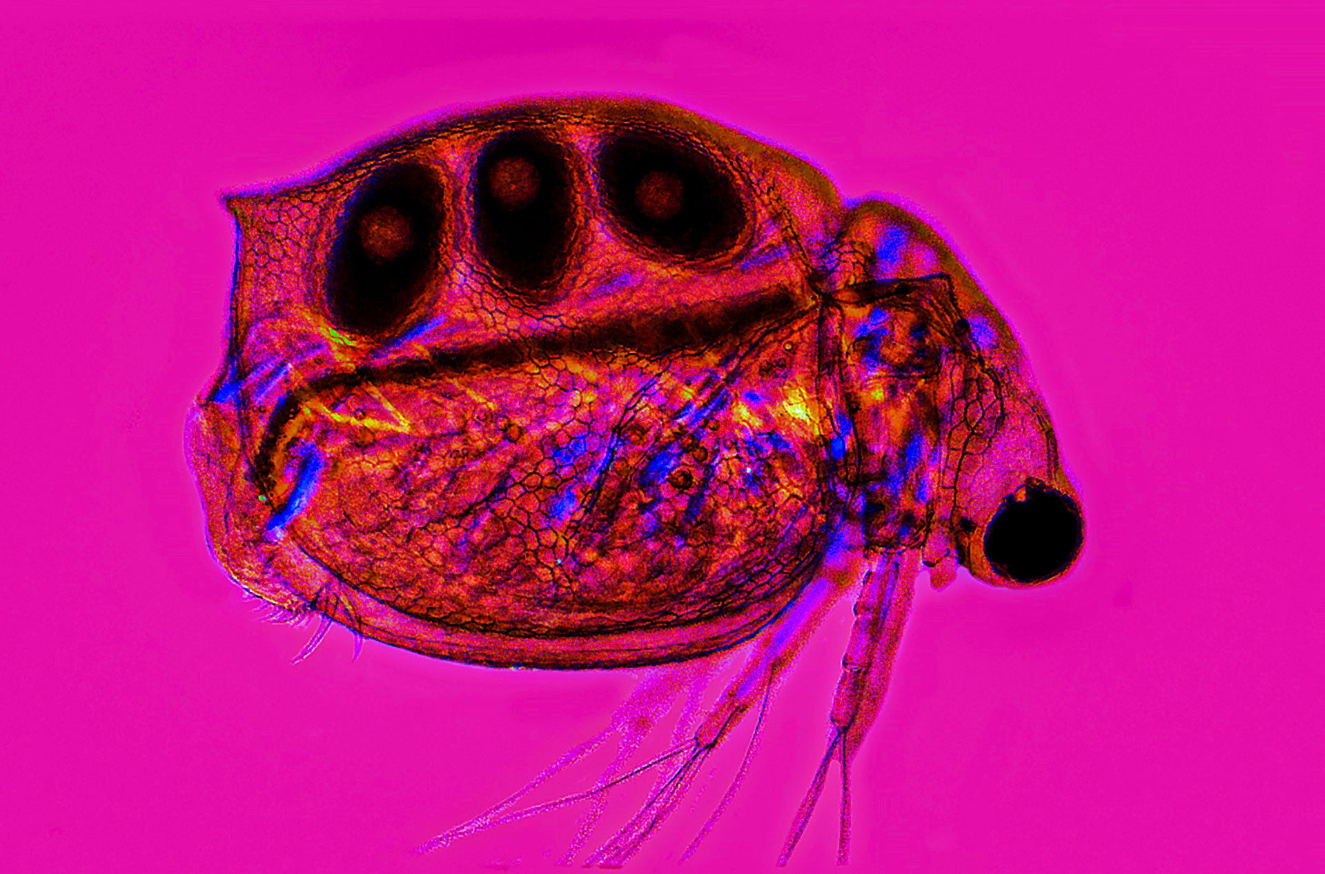 Cladoceran
