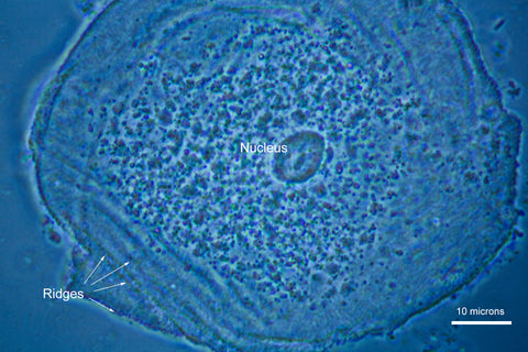 Human Cheek Cell