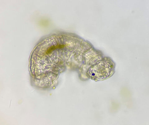 Moss piglet water bear