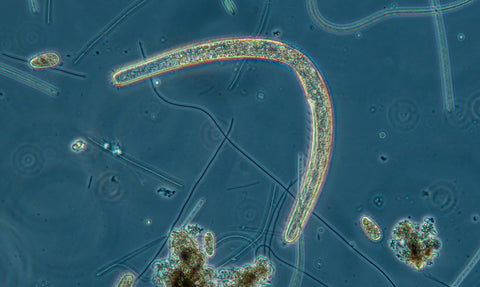 Spirostomum minus