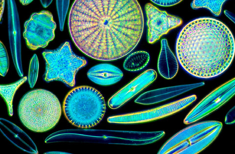 Fig 1- diatom arrangement from a prepared slide