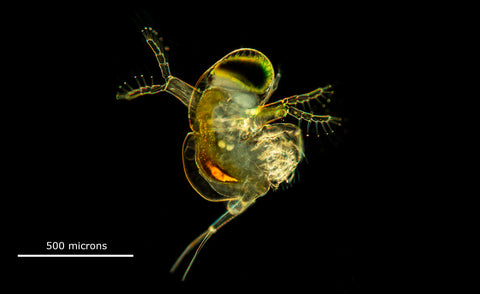 Cladoceran found in open water of a pond Polyphemus pediculus – Darkfield microscopy