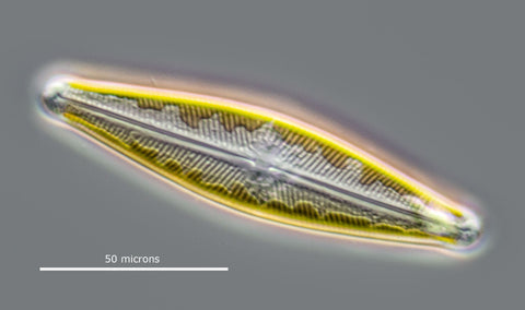 Live Diatom Navicula sp DIC microscopy
