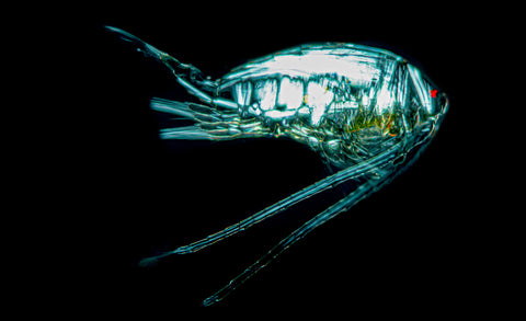 Calanoid copepod