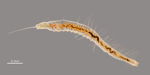 Stylaria lacustris is a common worm found in pond water that has a very long proboscis and transparent body. It has remarkable regenerative abilities. This is a panoramic photo stitched from 5 separate images and taken with 2.5X objective and DIC microscopy.