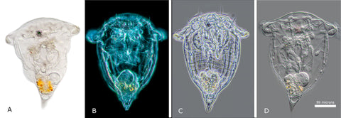 Above images show a Rotifer Synchaeta sp by A) bright-field B) dark-field C) phase contrast and D) differential interference contrast microscopy. Each mode offers different visual information 200X.