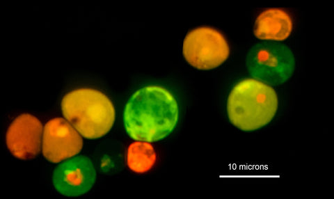 Yeast cells stained with acridine orange