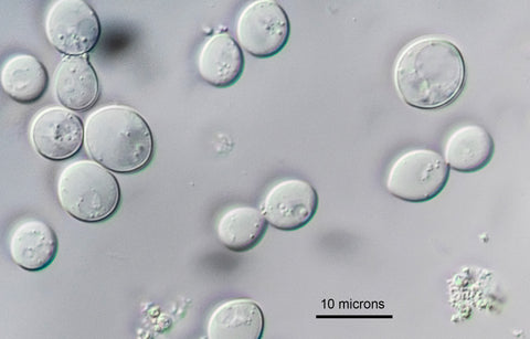 Yeast Cells DIC