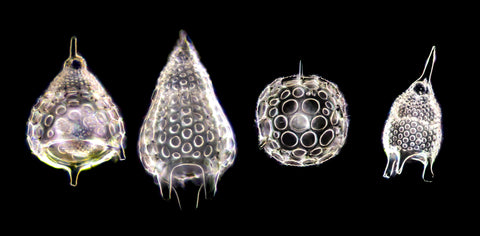 Radiolaria skeletons, single cell protists living in the ocean. They form beautiful mineral (usually silica) skeletons. Dark-field microscopy – each shell was focus-stacked 200X.