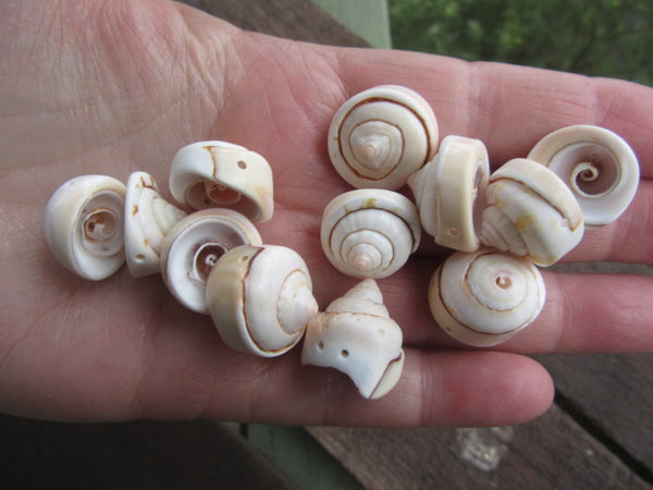 Natural Spiral Shell Beads