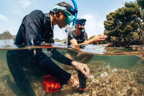 SeaTrees volunteers planting seagrass in mallorca, Spain