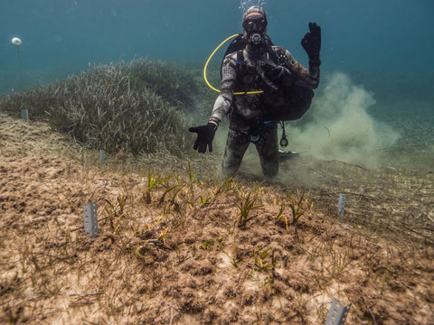 Diver in the ocean with Seagrass.